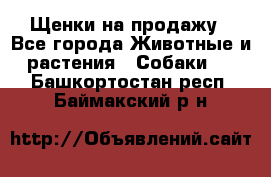 Щенки на продажу - Все города Животные и растения » Собаки   . Башкортостан респ.,Баймакский р-н